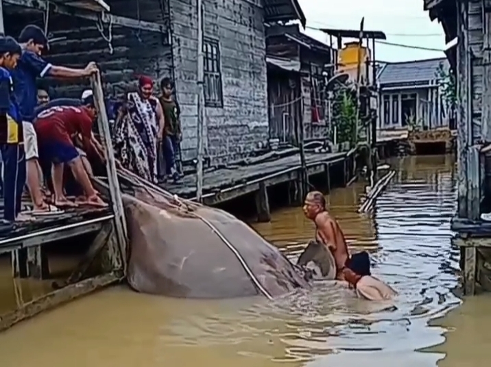 Geger Nelayan Tangkap Ikan Pari Raksasa di Laut